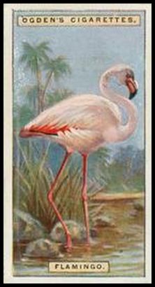16 Flamingo